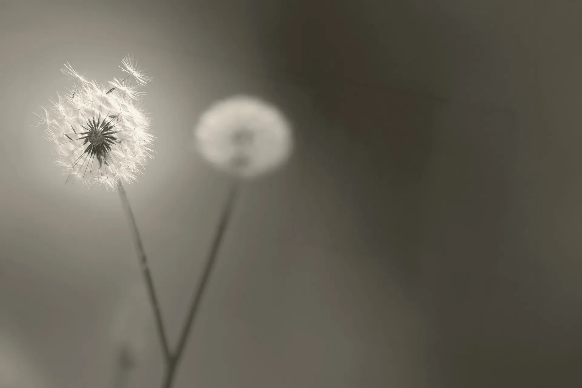 Diente de león en tonos sepia soltando sus semillas